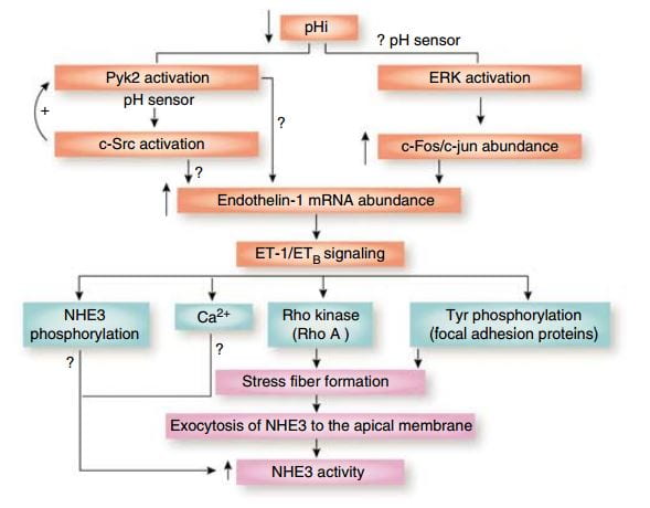 presig figure from 2007 about endothelin