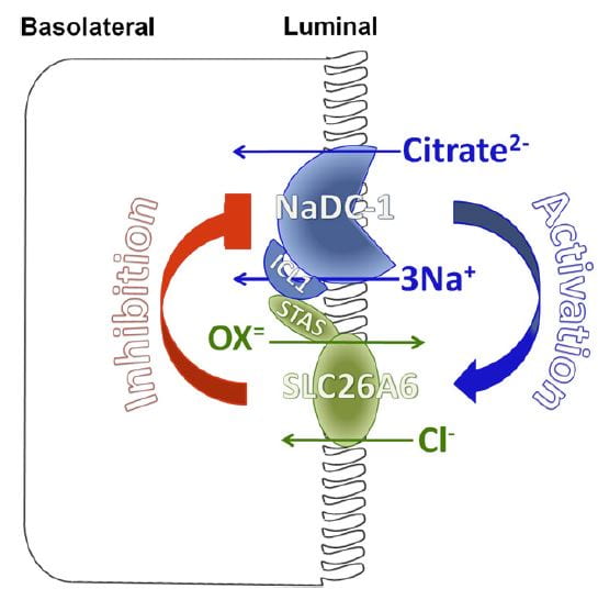 nadc1 slc26a6 interactions