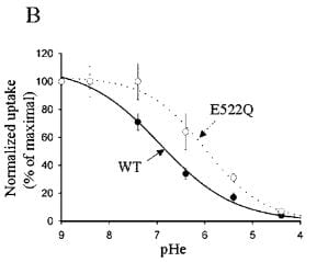 effect-of-extracellular-ph-on-calcium-uptake-through-trpv5-in-oocytes